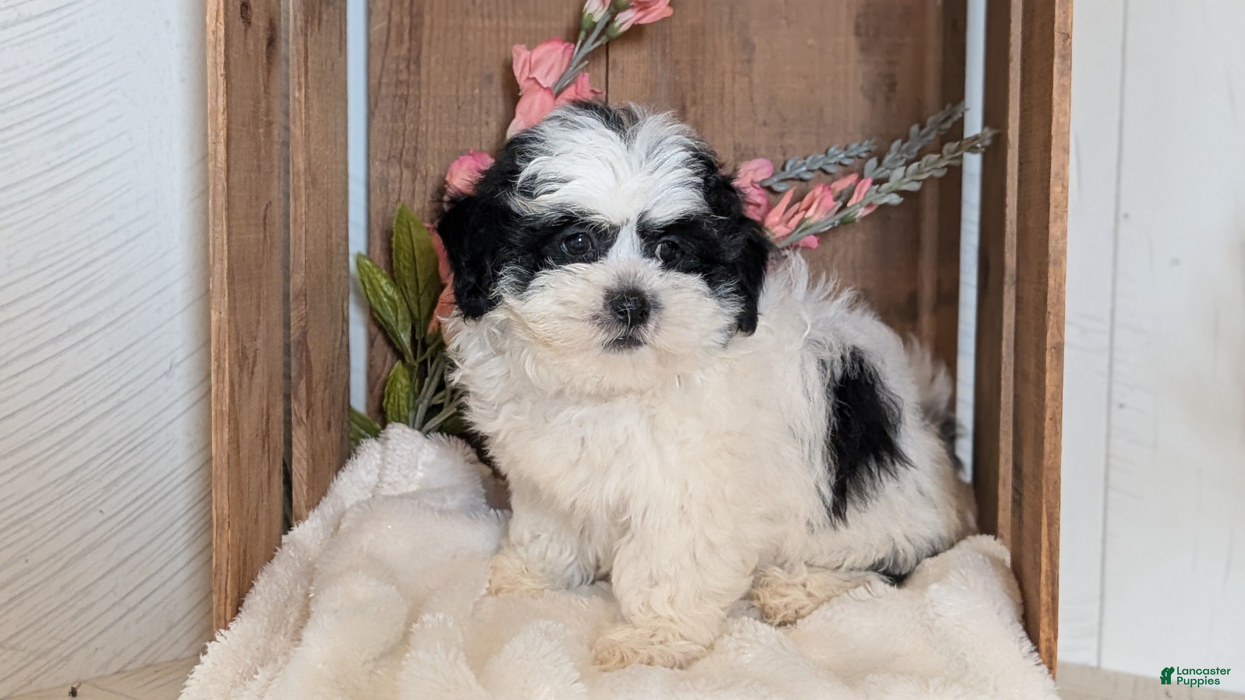 Teddy Bear dogs Grady  - Ad 2