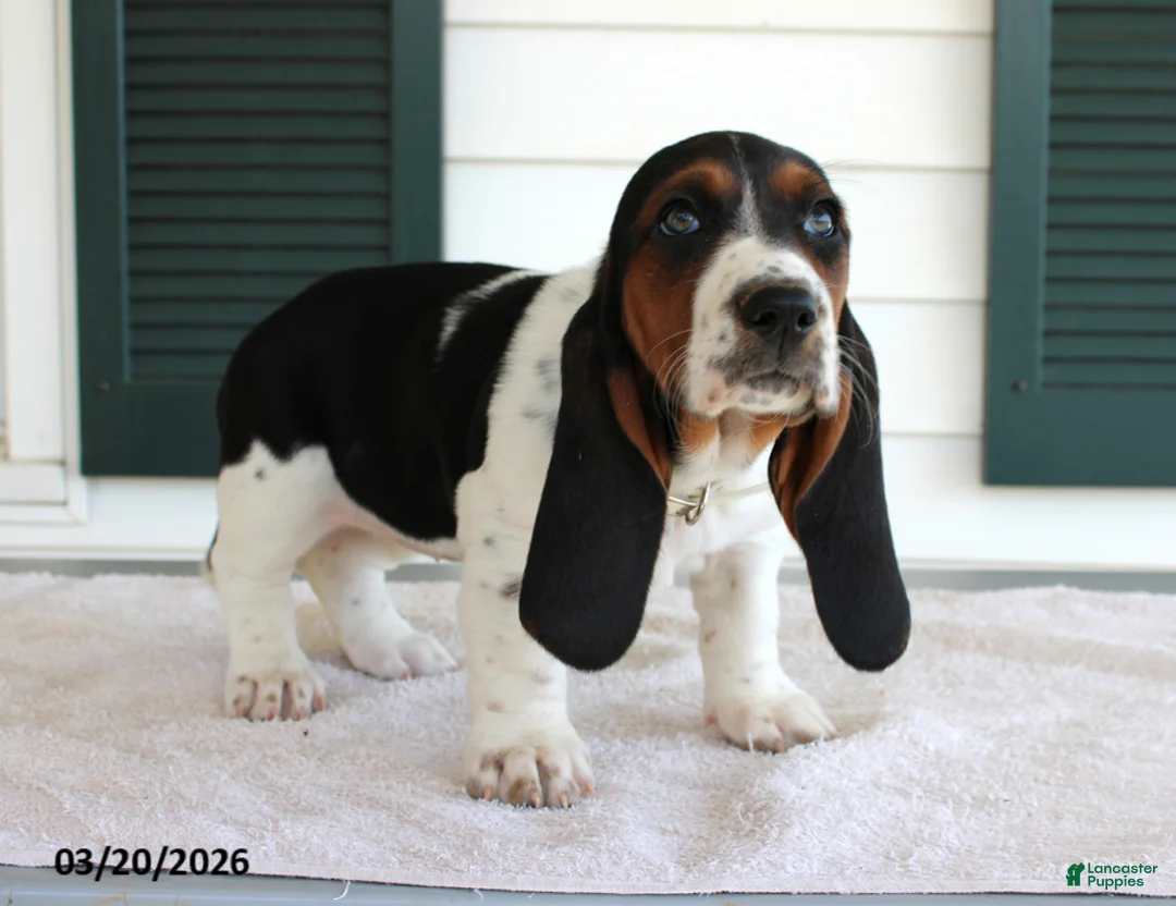 Basset Hound dogs for sale: Sky - Ad 1