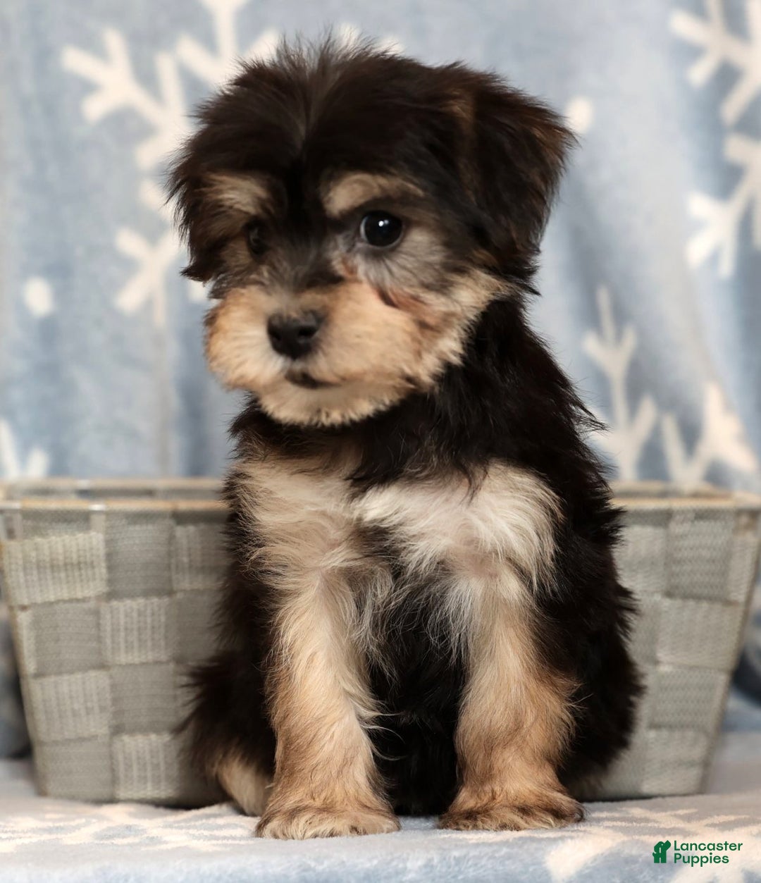 Yochon dogs for sale: Heidi - Ad 8