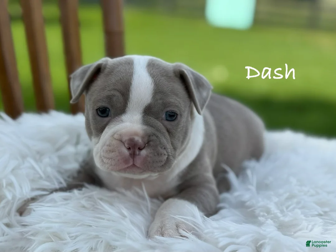 Boston Terrier dogs for sale: Dash - Ad 1