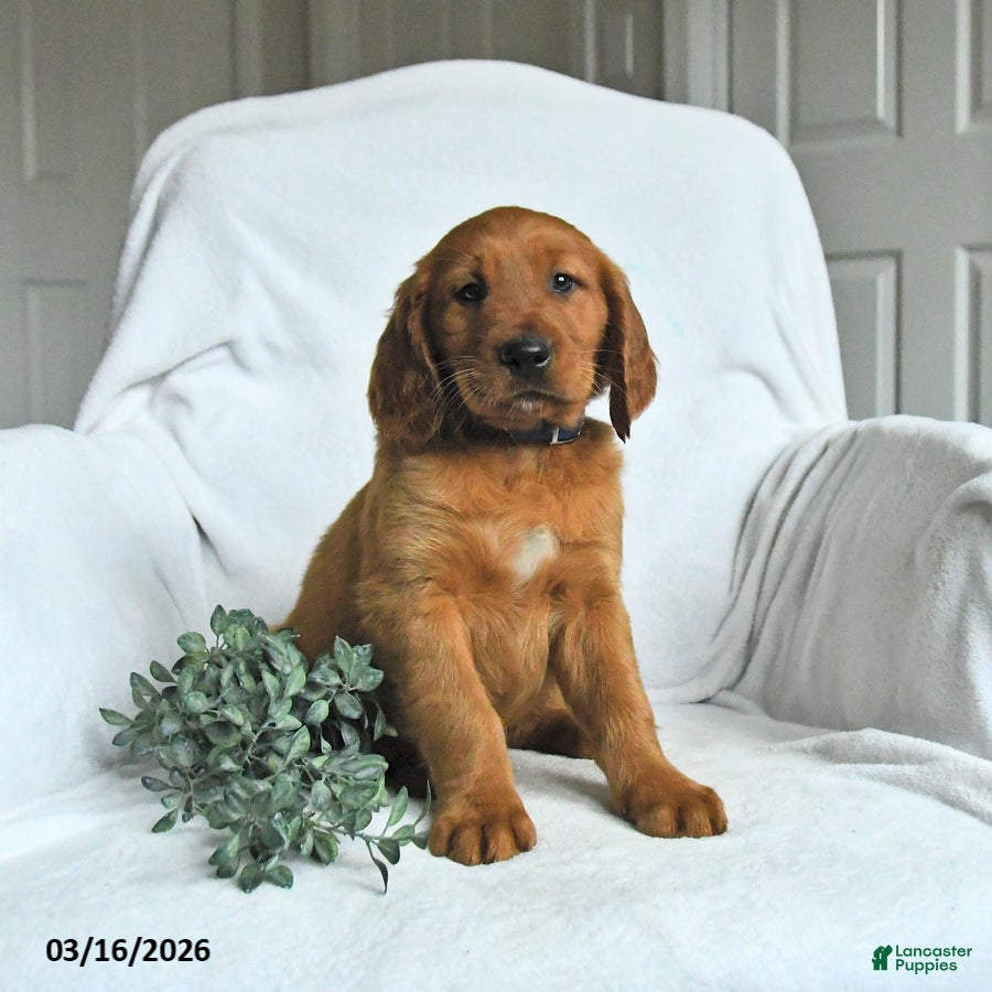 Mixed Breed dogs Wyatt - Ad 1