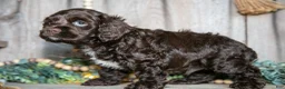 Cocker Spaniel dogs for sale: Chance - Ad 3