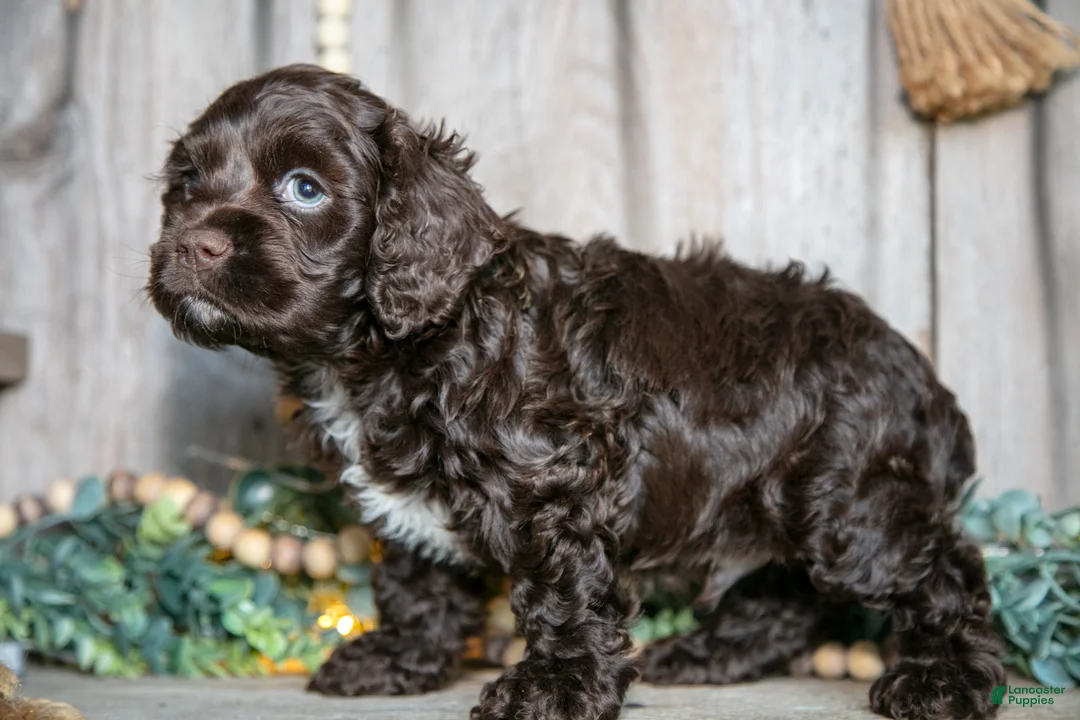Cocker Spaniel dogs for sale: Chance - Ad 3