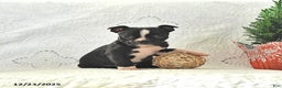 Boston Terrier dogs for sale: Kelly - Ad 1