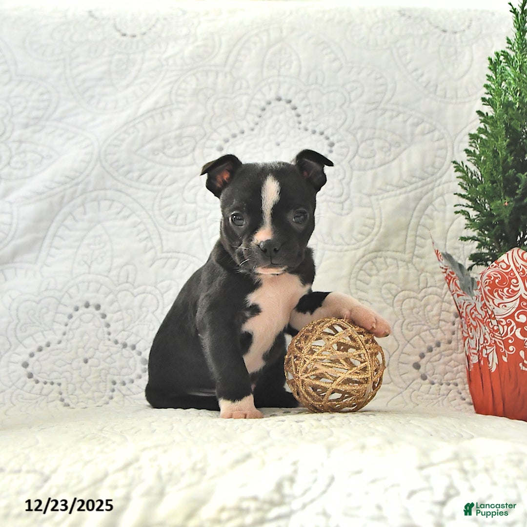 Boston Terrier dogs for sale: Kelly - Ad 1
