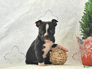 Boston Terrier dogs Kelly - Ad 13