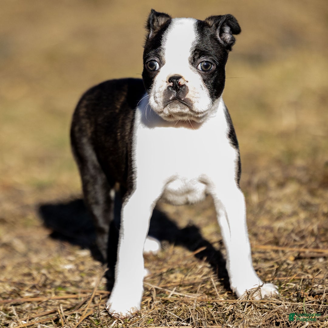 Boston Terrier dogs for sale: Rusty a Boston Terrier Puppy  - Ad 2