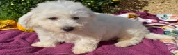 Bichon Frise dogs for sale: Tucker 🦴 - Ad 6