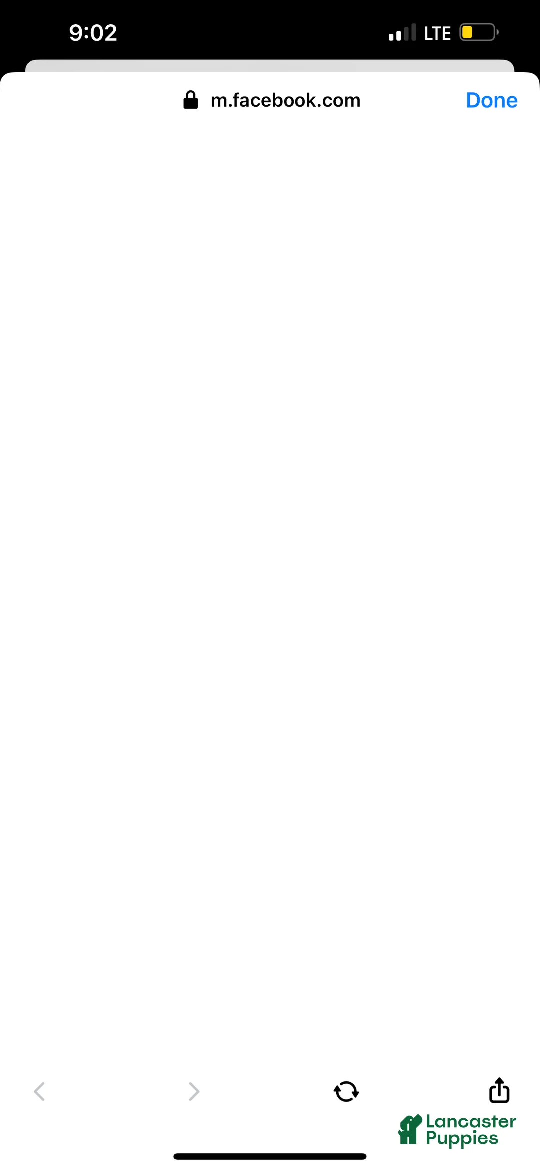 French Bulldog dogs for sale: French Bulldog Puppy 2 - Ad 3