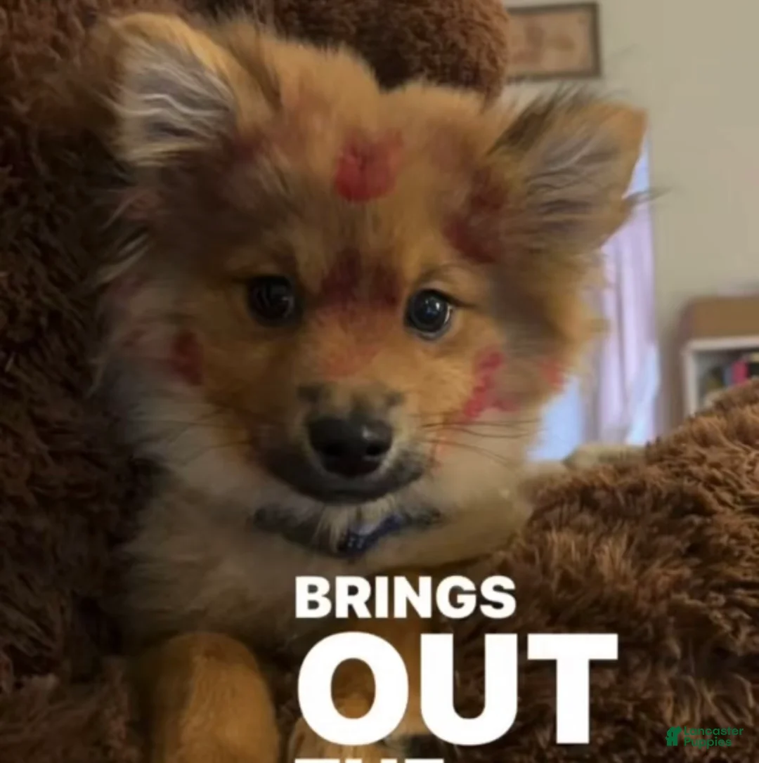 Pomeranian dogs for sale: Pomeranian Puppy 1 - Ad 1