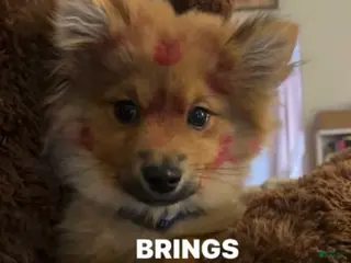 Pomeranian dogs Pomeranian Puppy 1 - Ad 7