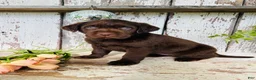 Labrador Retriever dogs for sale: Tessa  - Ad 4
