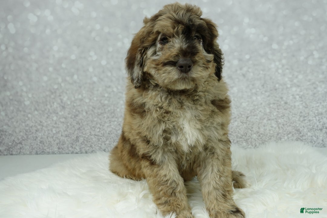 Newfypoo dogs for sale: Rusty - Ad 4