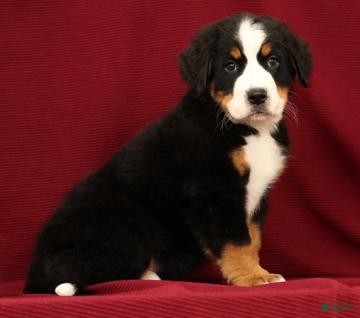 Bernese Mountain Dog dogs Jemma - Ad 1