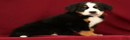 Bernese Mountain Dog dogs for sale: Jemma - Ad 1