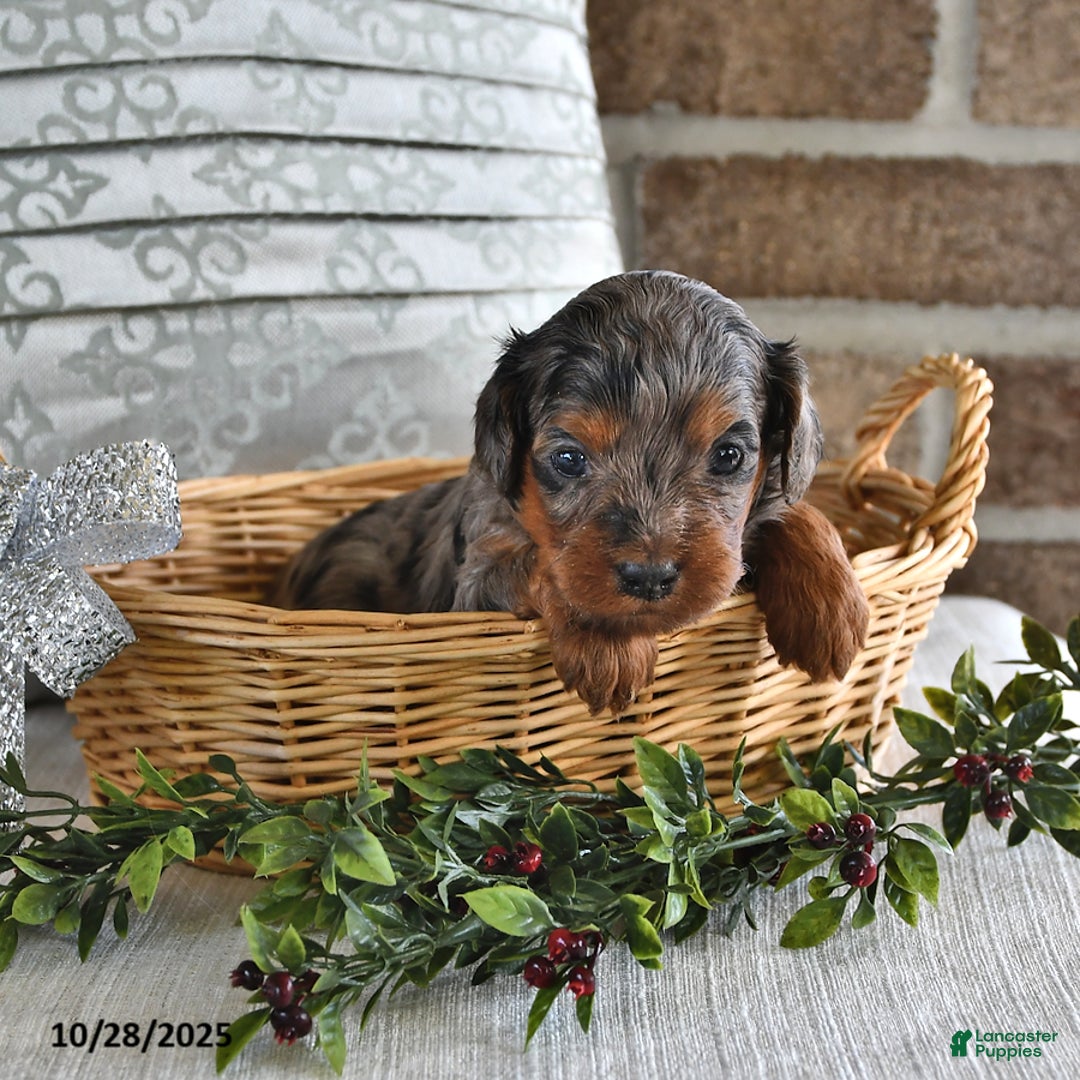 Cavachon dogs for sale: Chai  - Ad 7