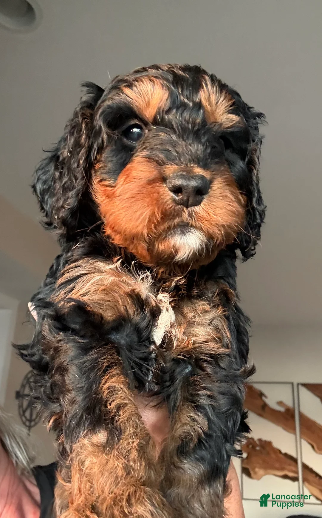 Bernedoodle dogs for sale: Truffle - Ad 2