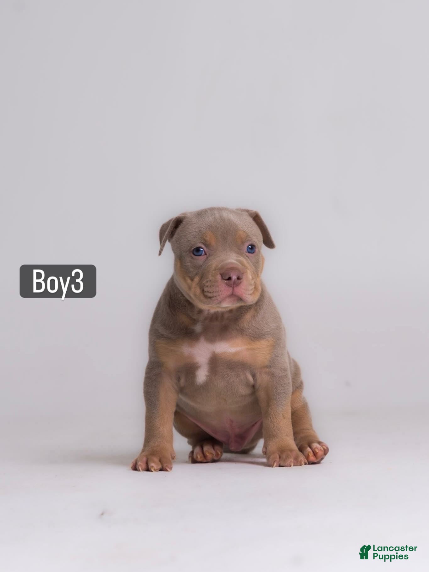 American Bully dogs 🐉🐾 - Ad 35