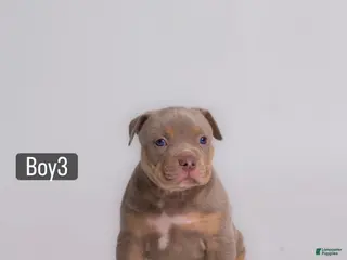 American Bully dogs 🐉🐾 - Ad 31