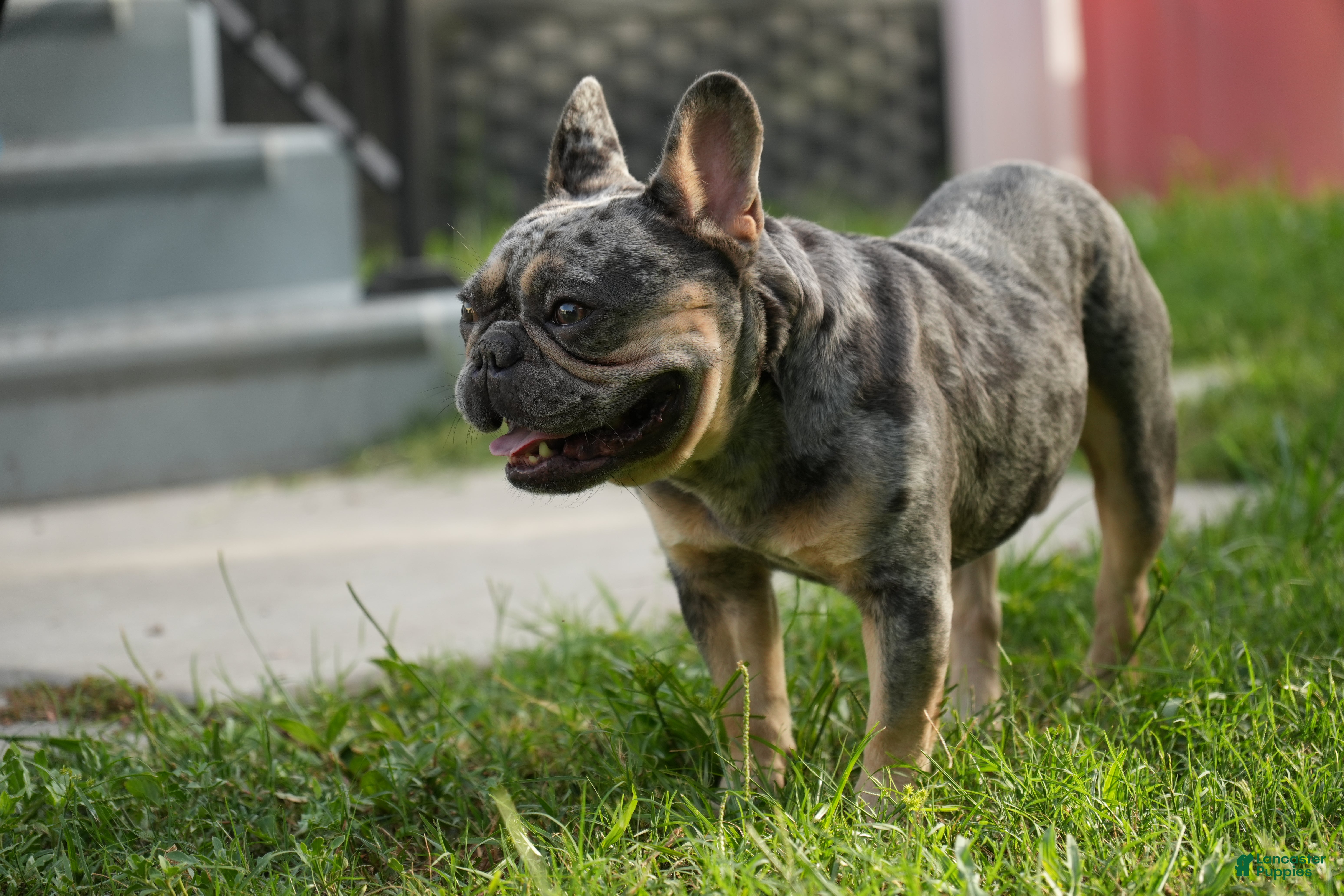 French Bulldog dogs for sale: Axel - Ad 3