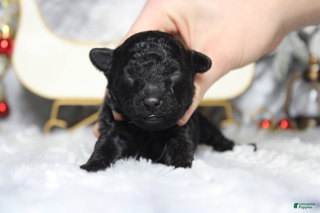 Toy Poodle dogs for sale: Onyx - Ad 4