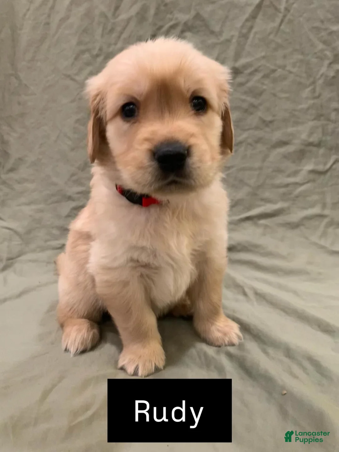 Golden Retriever dogs for sale: Rudy - Ad 2