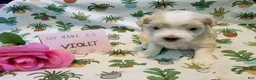 Maltipoo dogs for sale: Violet - Ad 2