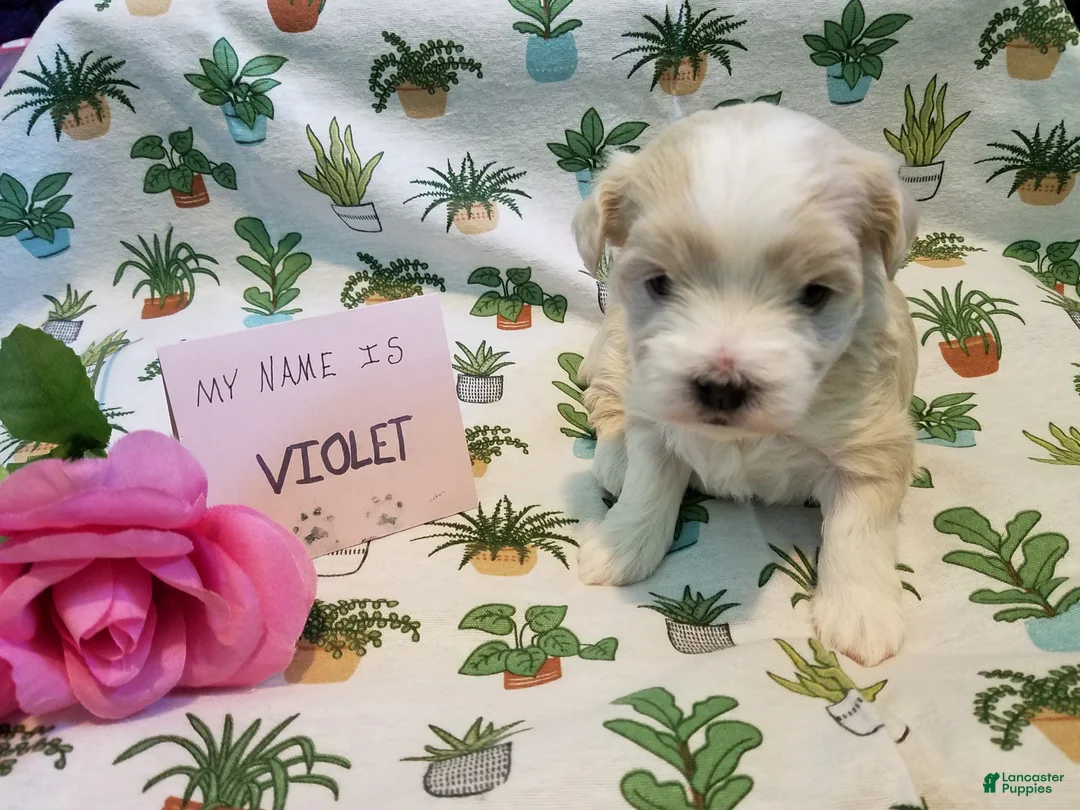 Maltipoo dogs for sale: Violet - Ad 2