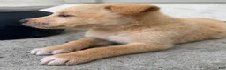 Mixed Breed dogs for sale: Mixed Breed Puppy 7 - Ad 17