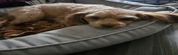 Havapoo dogs for sale: Chip - Ad 6