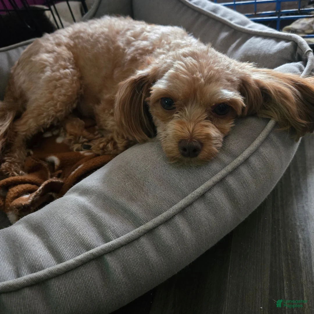 Havapoo dogs for sale: Chip - Ad 6