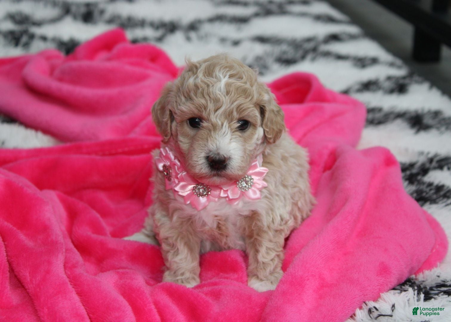 Bichpoo dogs Bichpoo 1Abby - Ad 1