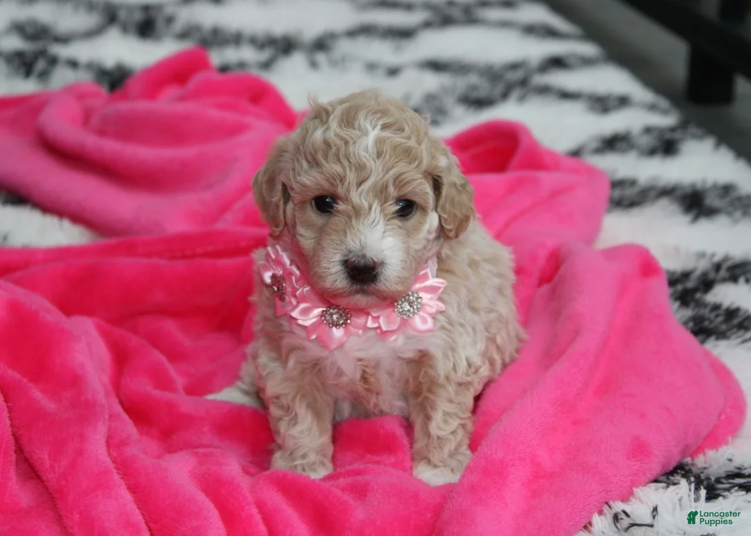 Bichpoo dogs for sale: Bichpoo 1Abby - Ad 1