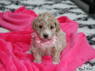 Bichpoo dogs for sale: Bichpoo 1Abby - Ad 1