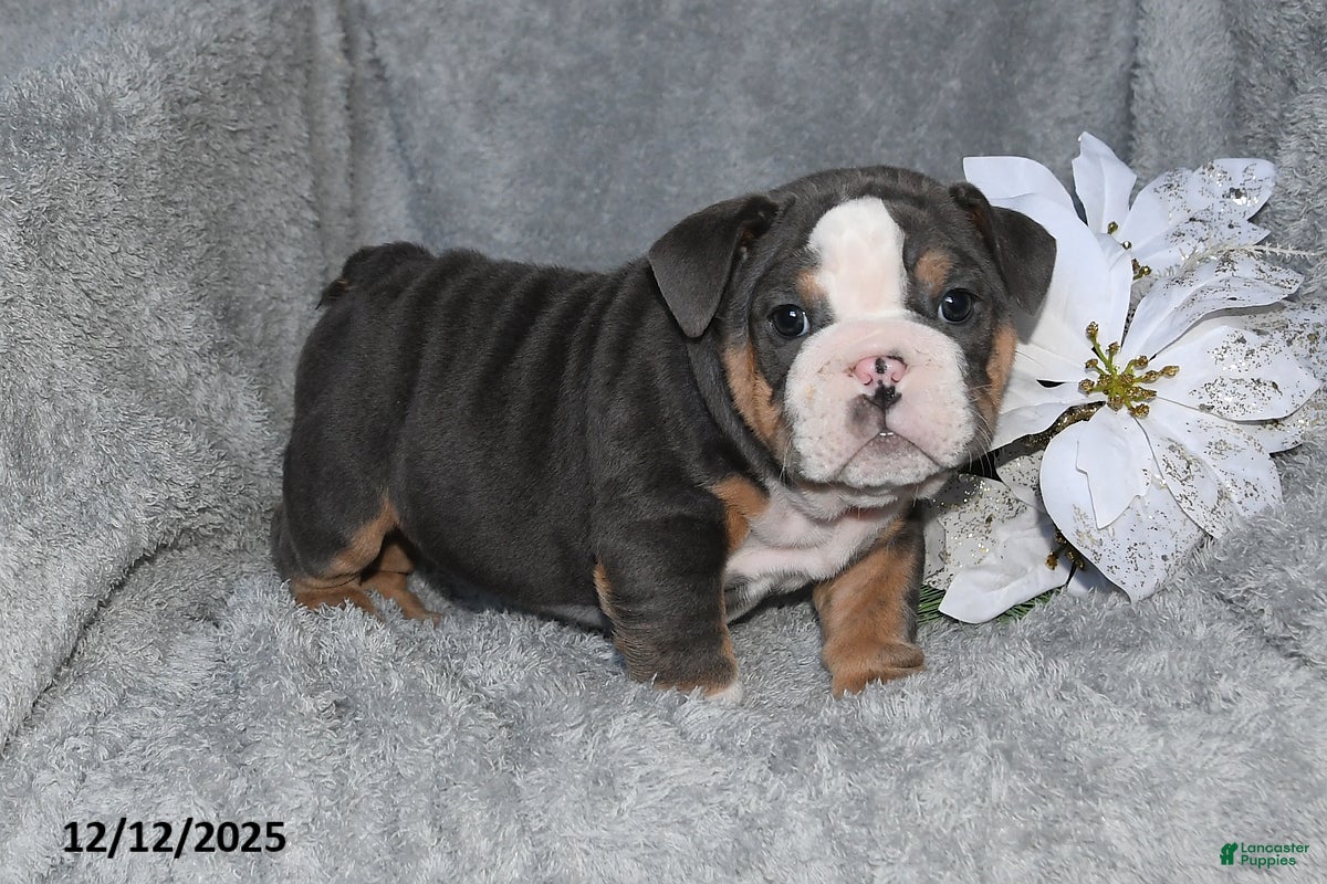 English Bulldog dogs Shane - Ad 22