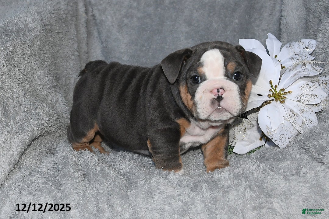 English Bulldog dogs for sale: Shane - Ad 1
