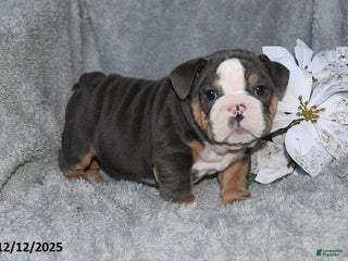 English Bulldog dogs Shane - Ad 27