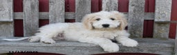 Bernedoodle dogs for sale: Boomer - Ad 2