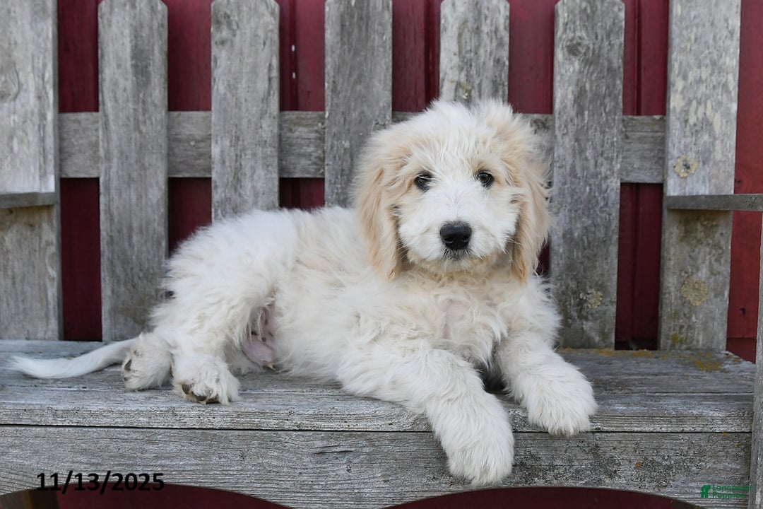 Bernedoodle dogs for sale: Boomer - Ad 2
