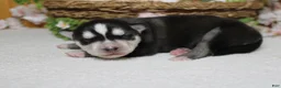 Siberian Husky dogs for sale: Koda  - Ad 8