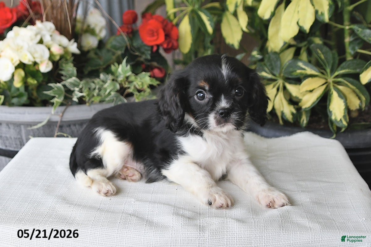 Cavalier King Charles Spaniel dogs for sale: Jesse - Ad 4