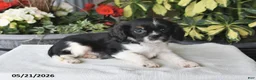 Cavalier King Charles Spaniel dogs for sale: Jesse - Ad 1