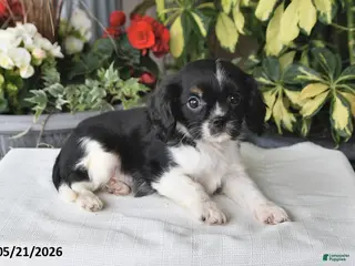 Cavalier King Charles Spaniel dogs for sale: Jesse - Ad 4