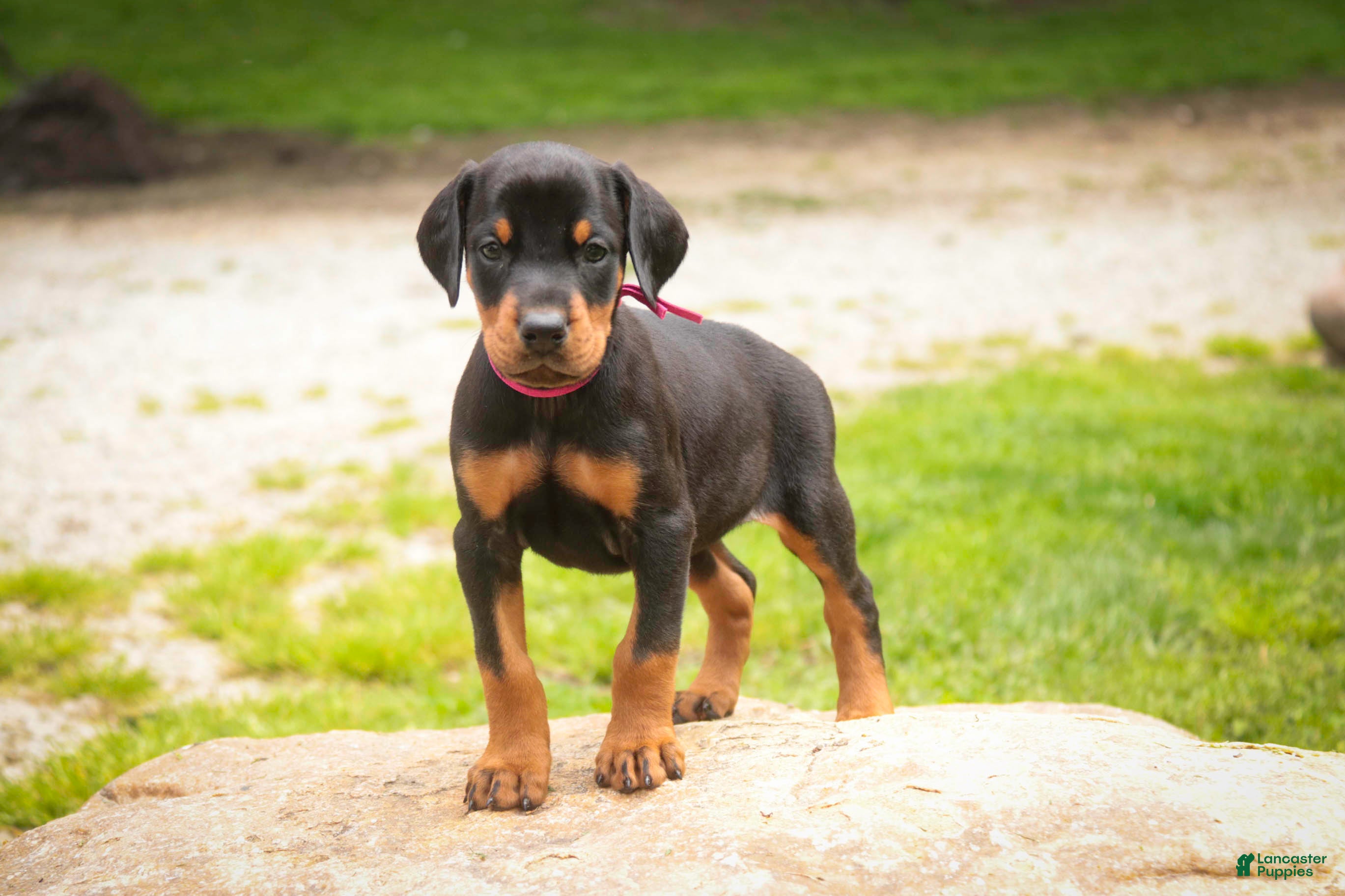 Doberman Pinscher dogs Delphine - Ad 1
