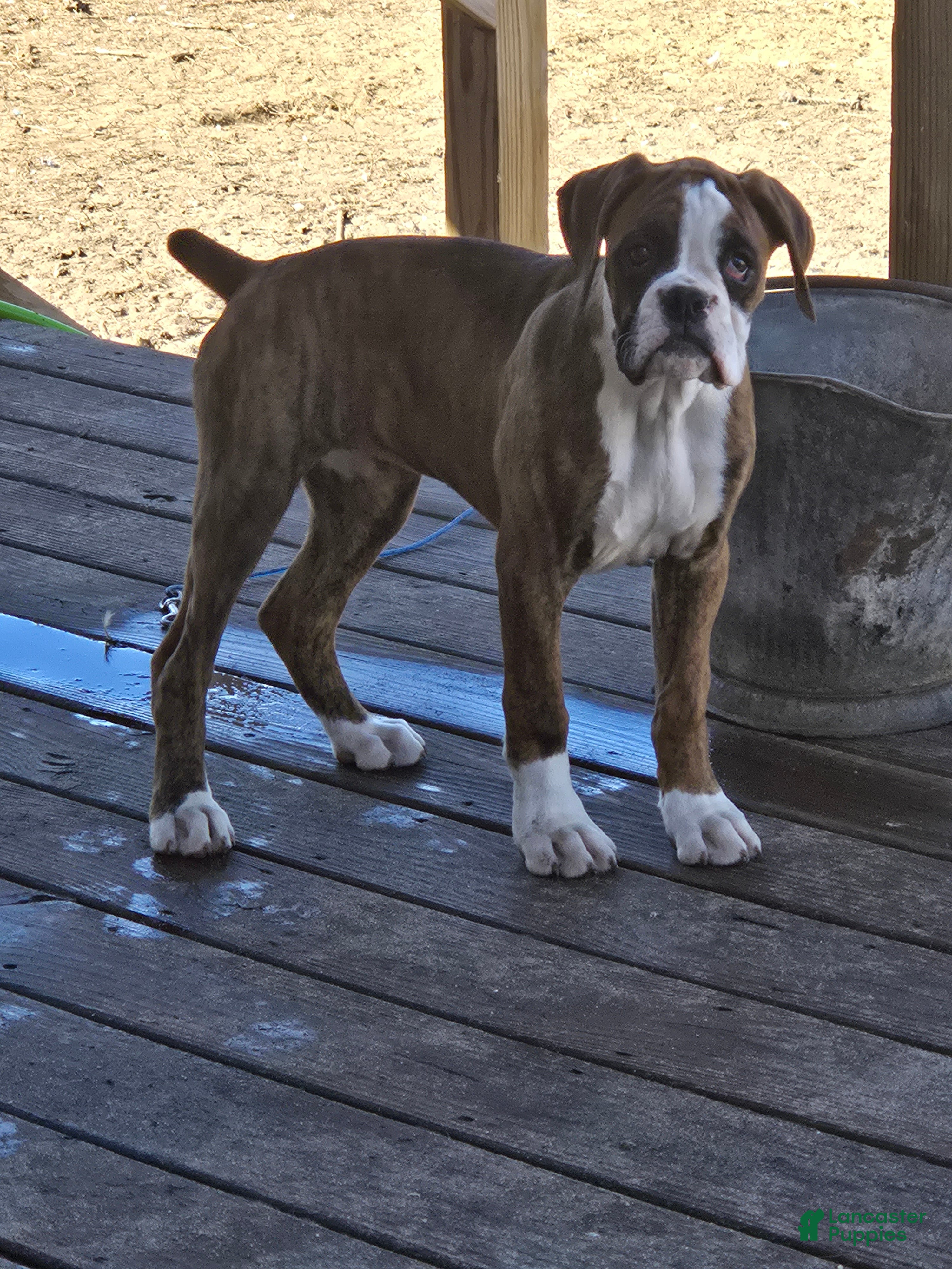 Boxer dogs Diamond  - Ad 1