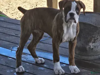 Boxer dogs for sale: Diamond - Ad 3