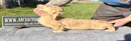 Miniature Dachshund dogs for sale: Cream - Ad 7