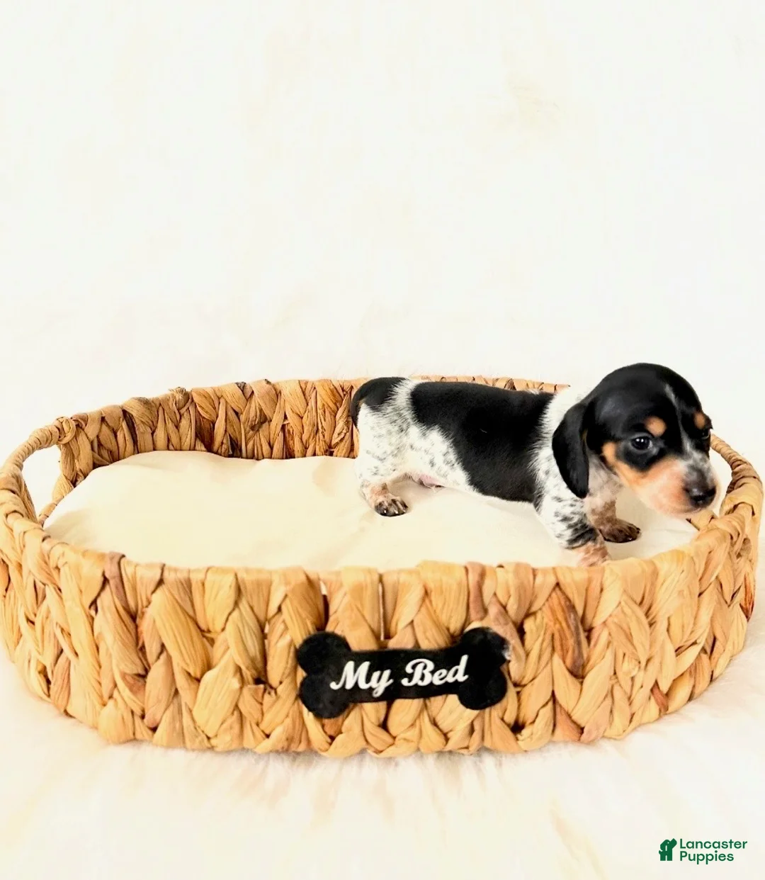 Miniature Dachshund dogs for sale: AKC Pepper - Ad 2