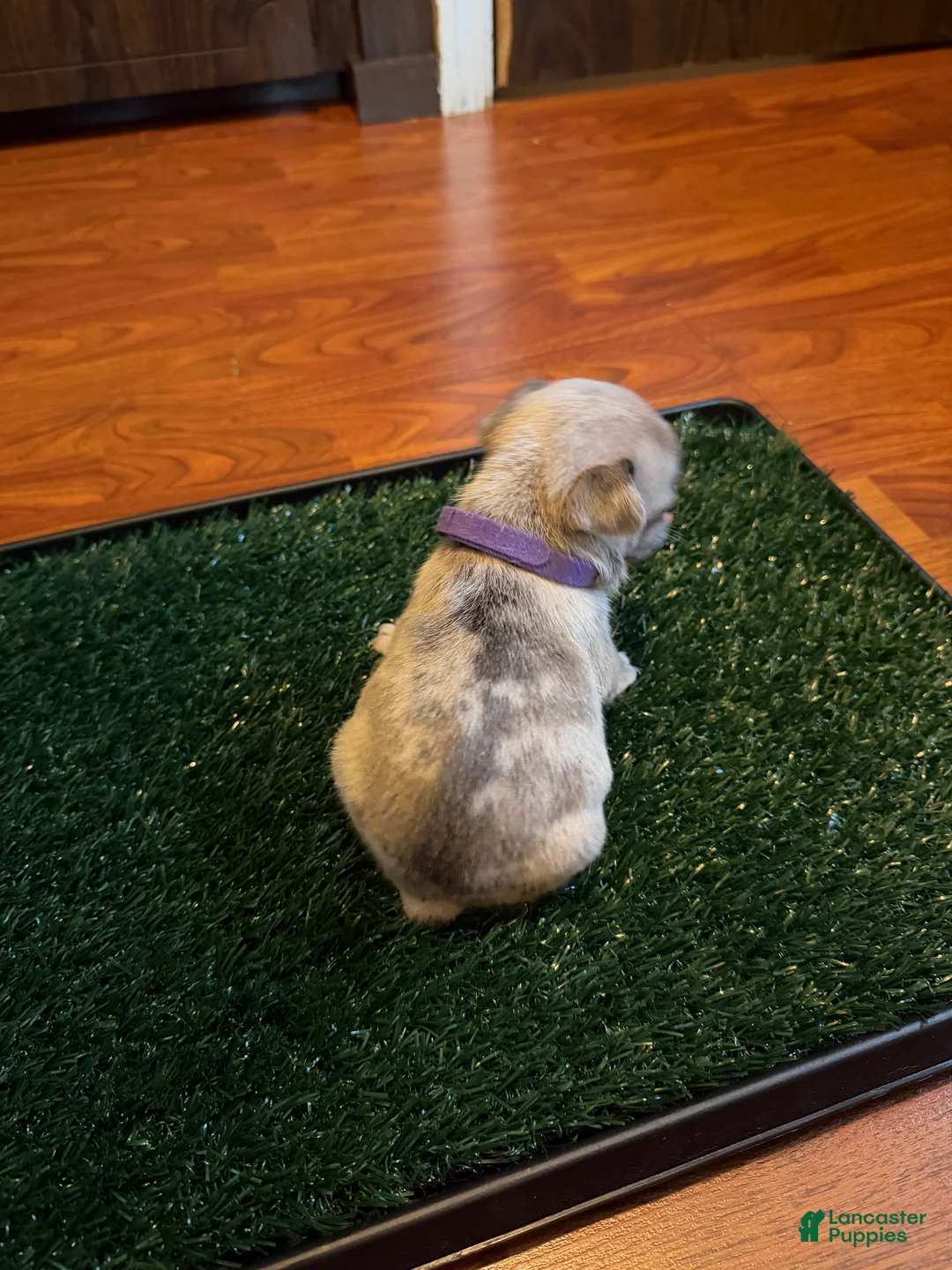 French Bulldog dogs for sale: olivia  - Ad 3