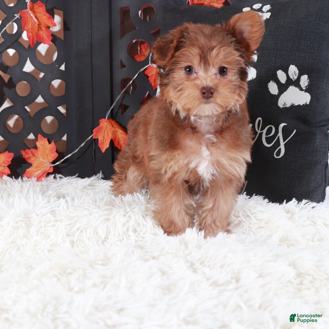 Yorkiepoo dogs for sale: Suzie-Q - Ad 2